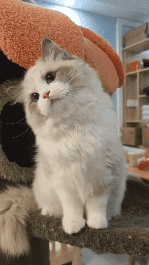 قطة Ragdoll للتبني مجانًا